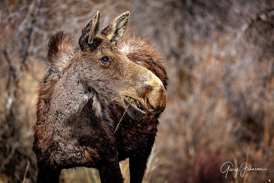 Munching Moose Photograph by Gary Johnson
