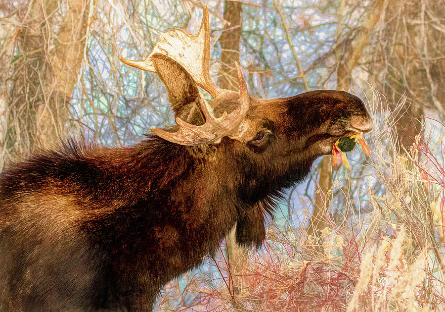 Munching Moose Photograph by Marcy Wielfaert
