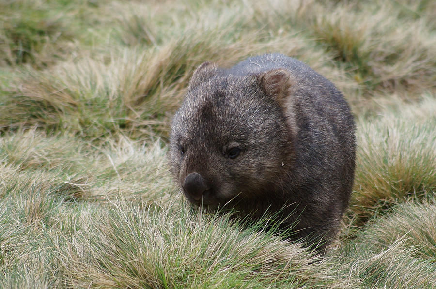 Munching Wombat, Cradle Mountain, Tasmania, Australia Photograph By 