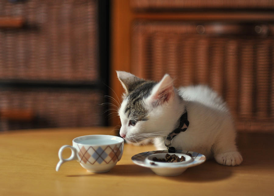 Munchkin kitten sniffing cup Photograph by Nazra Zahri