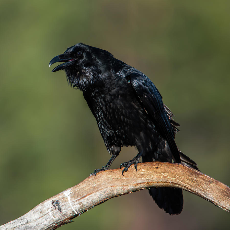 Muninn the raven Photograph by Torbjorn Swenelius