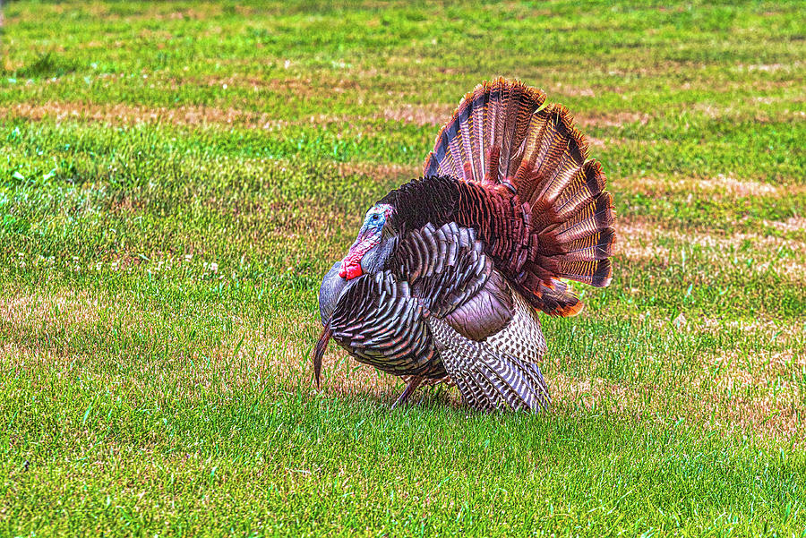 Munn's Pond Mating Ritual 2 Photograph by Donald Lanham - Pixels