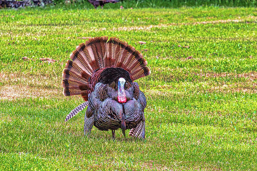 Munn's Pond Mating Ritual Photograph by Donald Lanham - Fine Art America