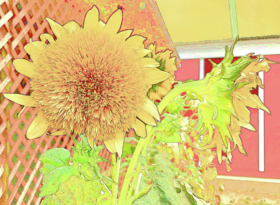 Munson Farms Sunflowers Photograph by Lorraine Baum