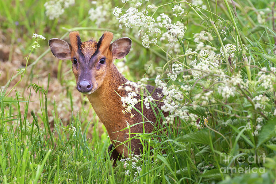 Muntjac deer looking through cow parsley hedge Photograph by Simon Bratt