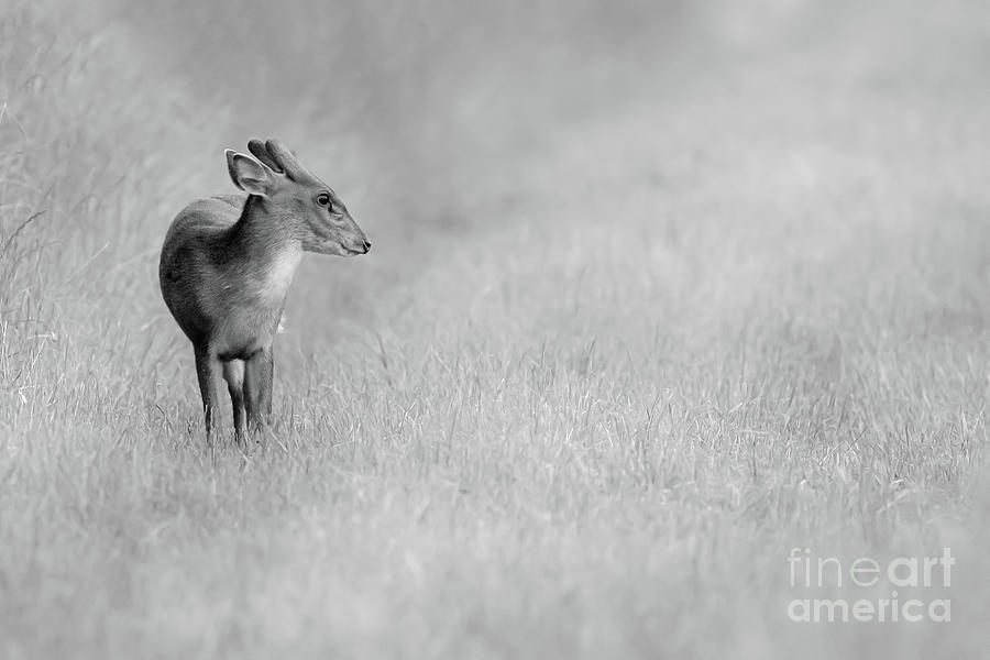 Muntjac deer portrait in black and white Photograph by Simon Bratt