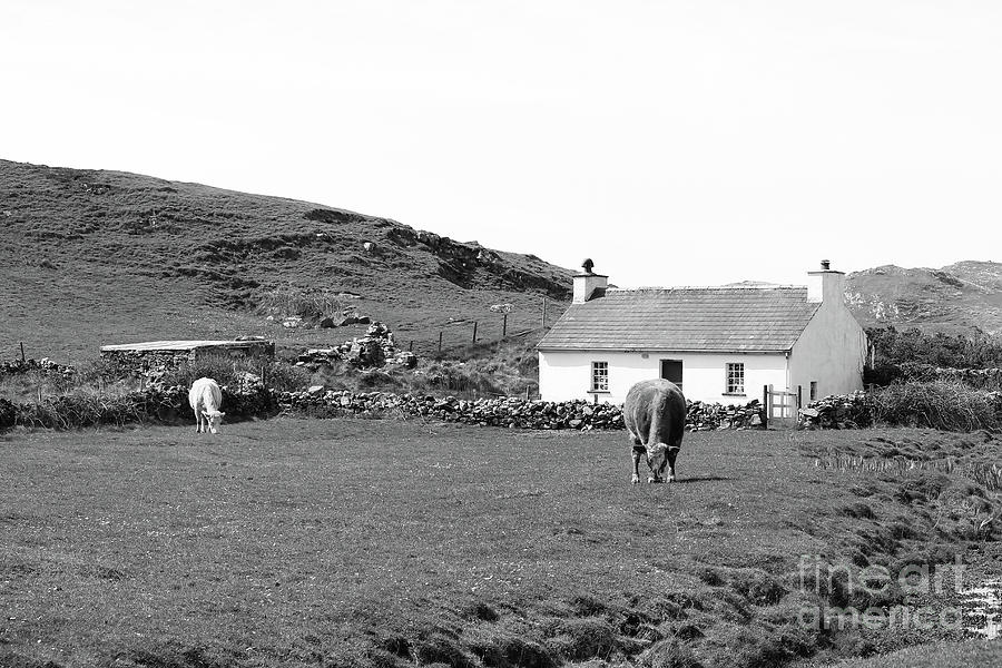 Murder Hole Cottage Cows bw Effects  Photograph by Eddie Barron