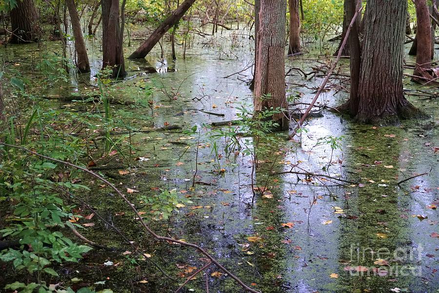 Murky swamp water Photograph by Douglas Sacha - Fine Art America