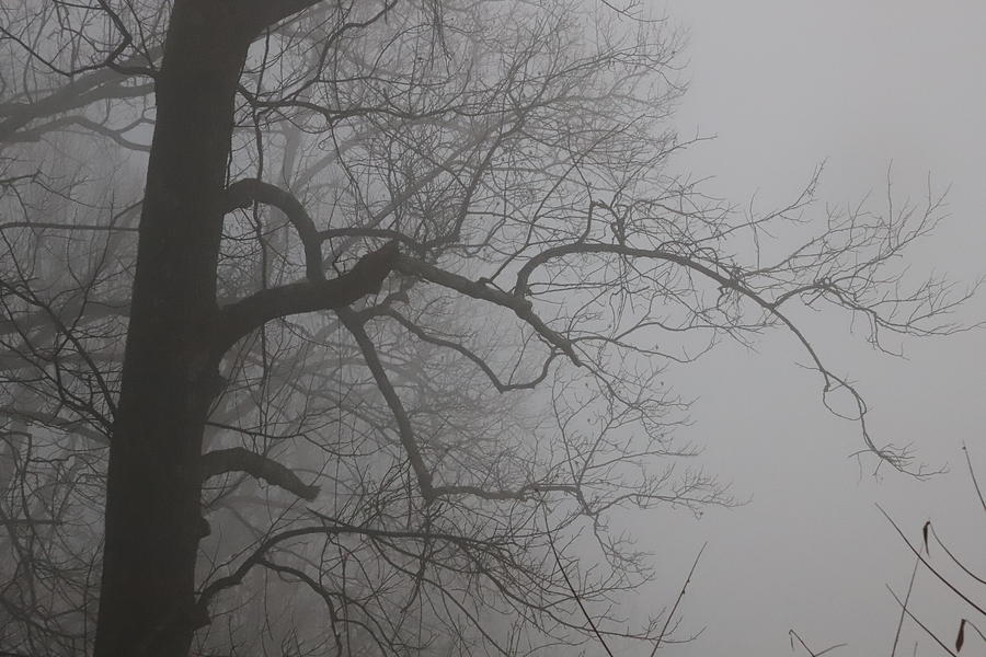 Murky Tree Photograph by Cathy Lindsey - Fine Art America