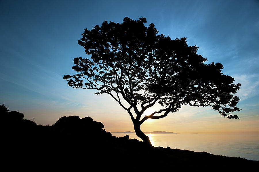 Summer Photograph - Murlough Bay Tree 2 by Alasdair McBroom