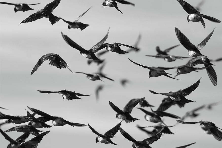 Murmuration Black and White Photograph by Unbridled Discoveries ...