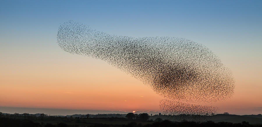 Murmuration of starling on Anglesey Photograph by Gail Johnson