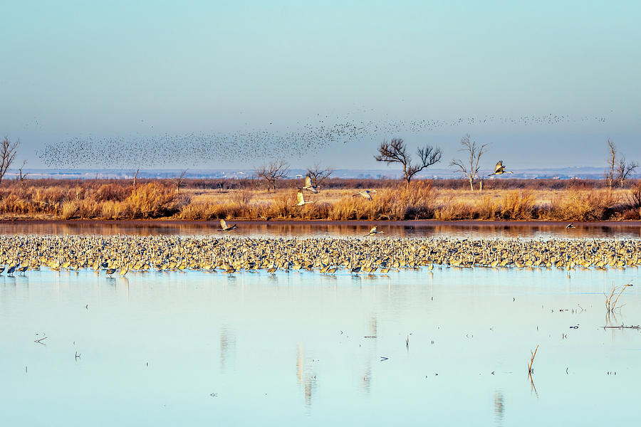 Murmuration of Starlings Beyond the Sandhill Cranes Photograph by Debra Martz
