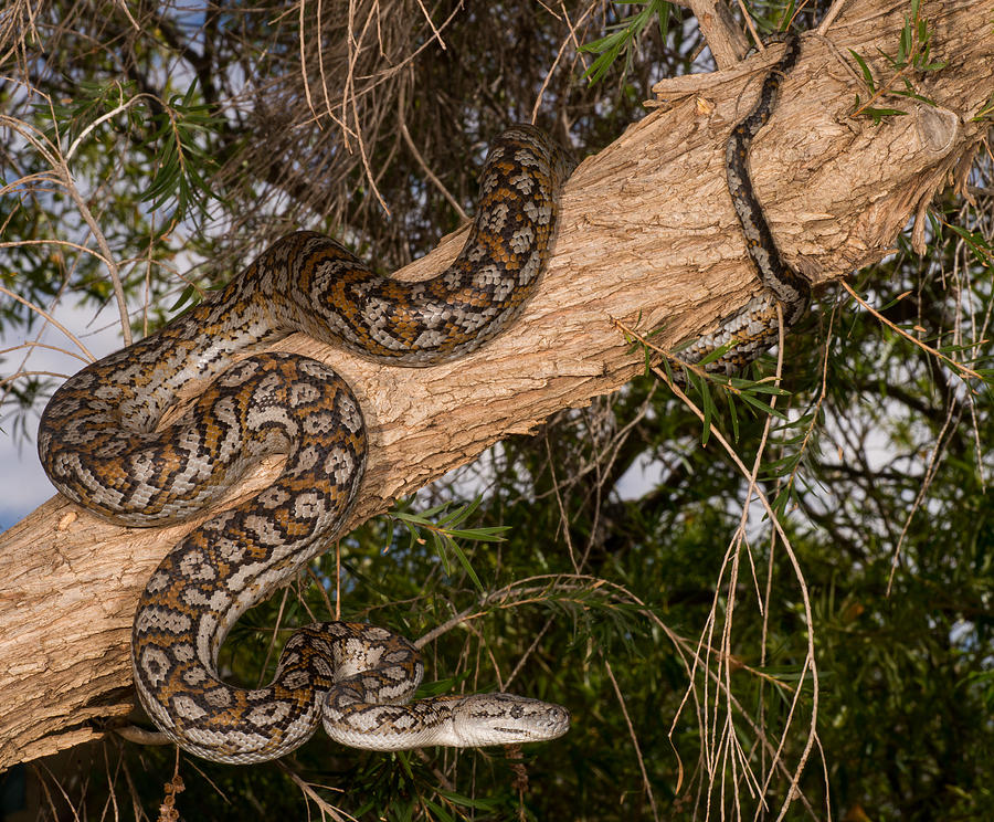 Murray Darling Carpet Python Photograph by Henry Cook