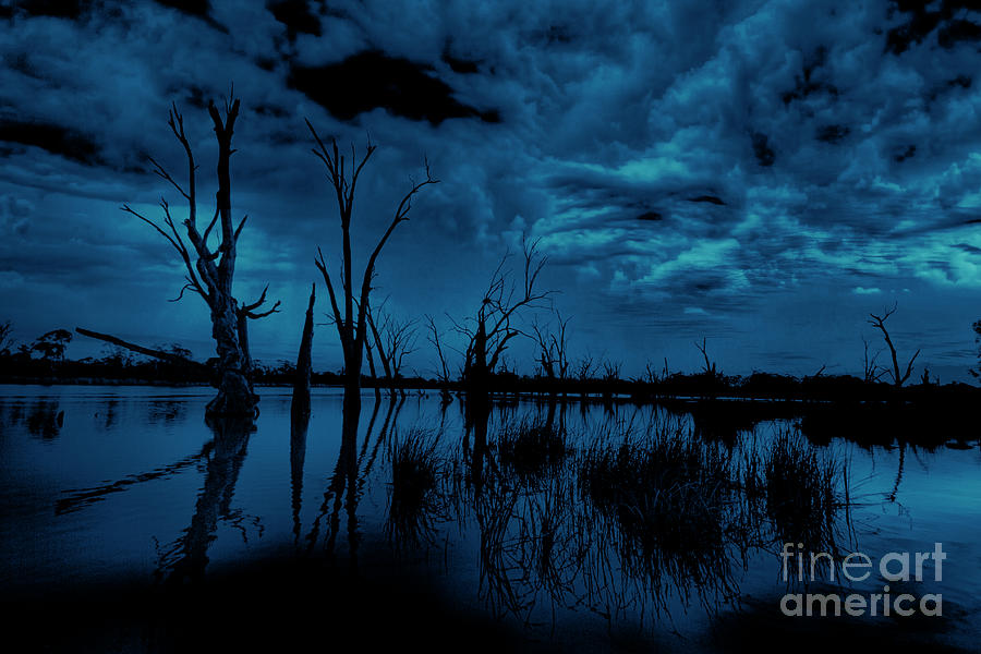Tree Photograph - Murray River Blues by Douglas Barnard