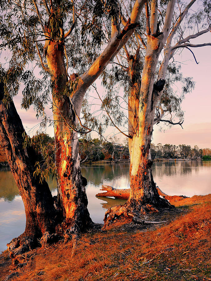 Murray River Gums Photograph by Lexa Harpell