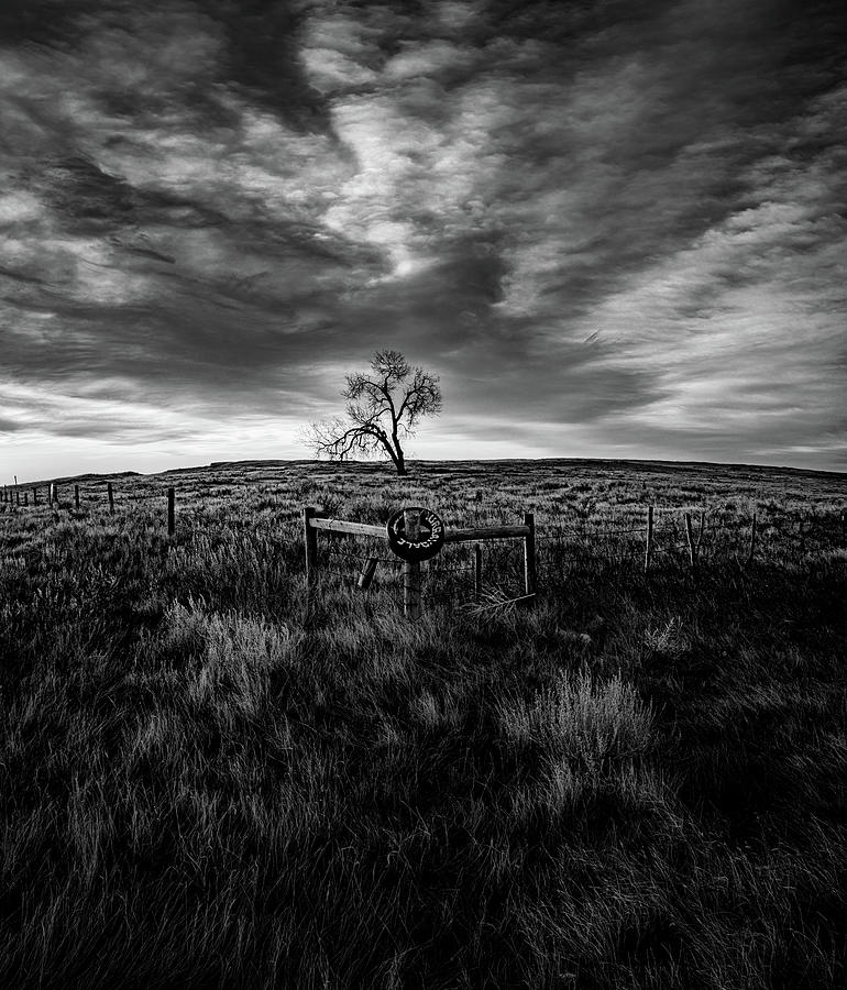 Murray Tree Monochrome Photograph by Darcy Dietrich