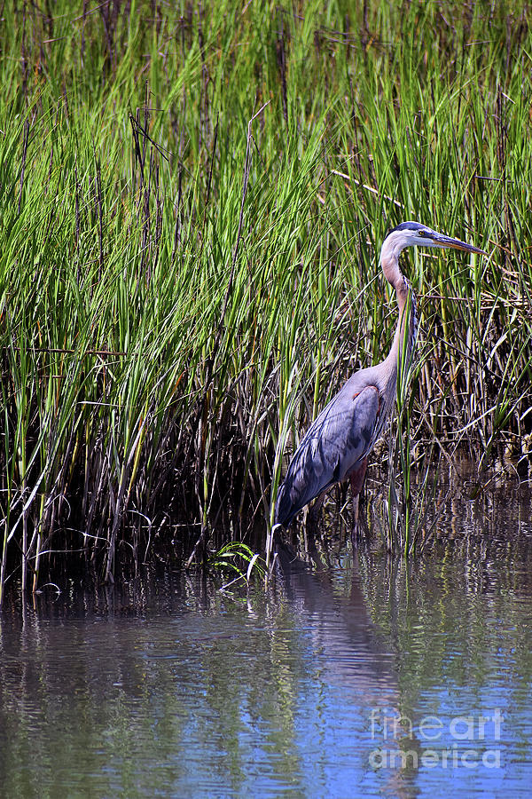 Murrells Inlet Own No 2 Photograph by Skip Willits | Fine Art America