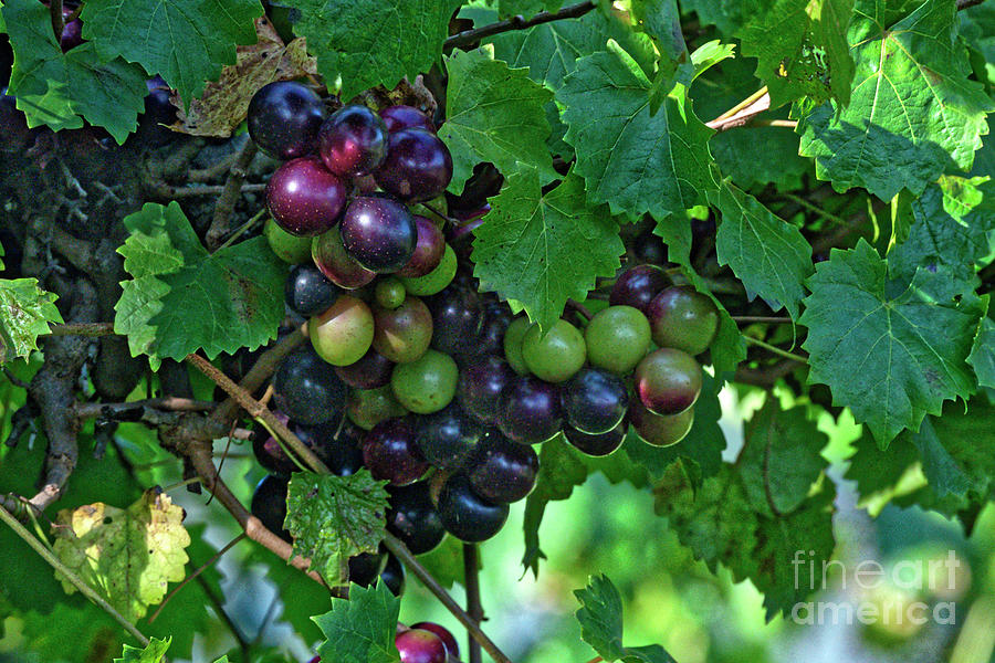 Muscadine Berries Photograph by Paul Mashburn
