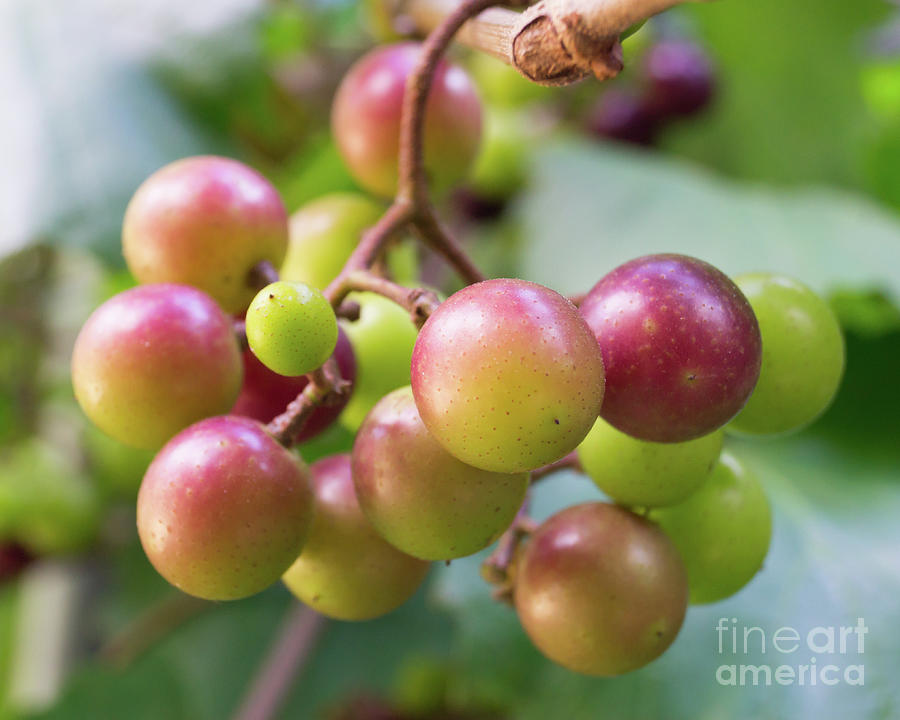 Muscadine Grape Cluster Ripening Summer Fruit Photograph by MM Anderson