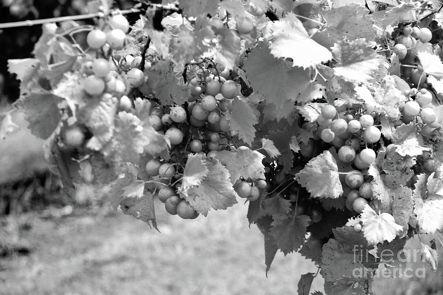 Muscadine grapes Photograph by Amy Curtis