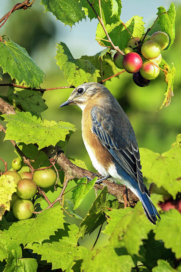 Muscadines And A Bluebird Photograph by Jamie Pattison