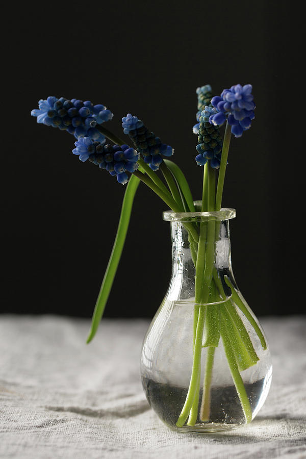 Muscari Blue Flowers Photograph