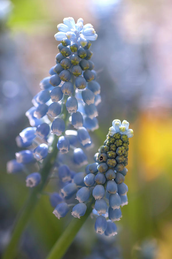 Muscari Blue Magic Photograph by Jenny Rainbow