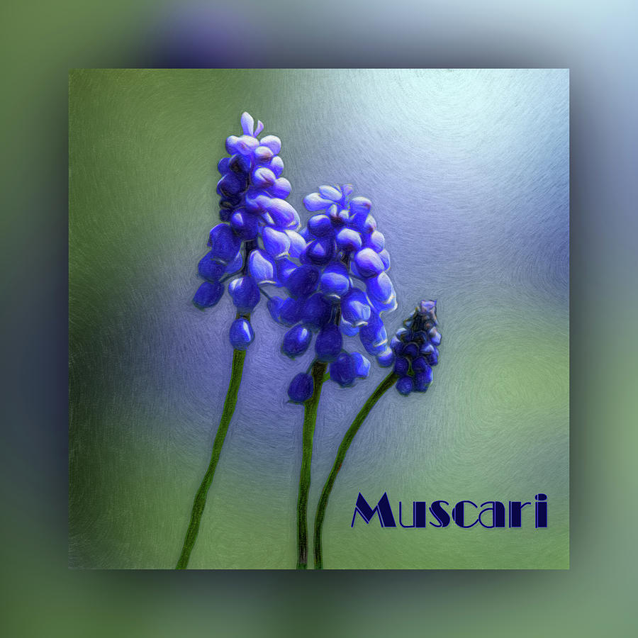 Muscari - Grape Hyacinth - Named Photograph by Leslie Montgomery