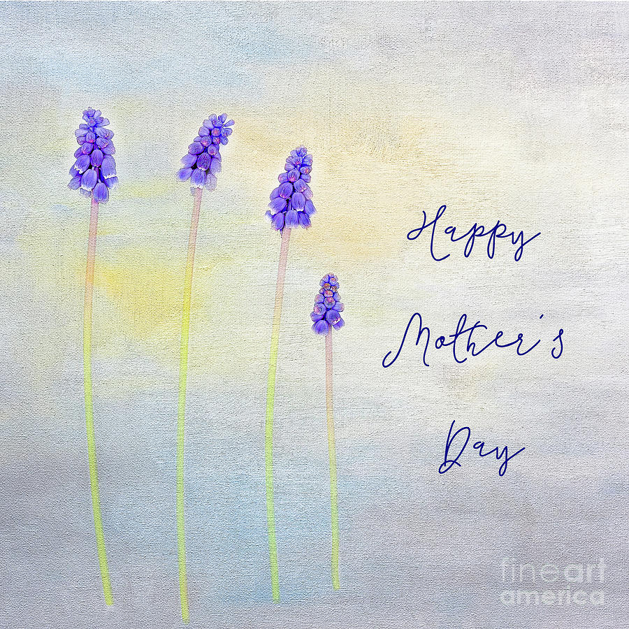 Muscari Happy Mothers Day Photograph by Marilyn Cornwell
