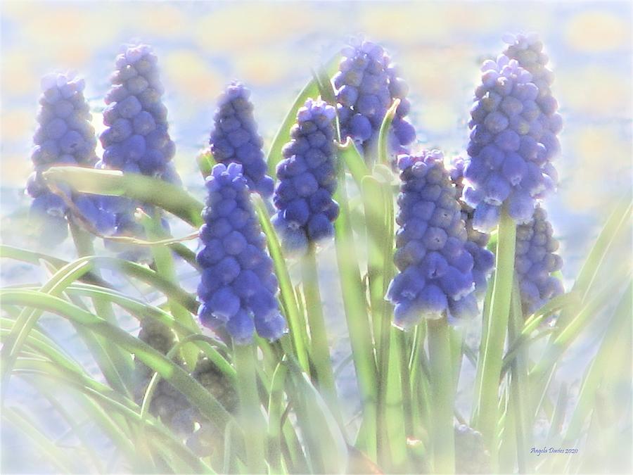 Muscari in the Meadow Photograph by Angela Davies