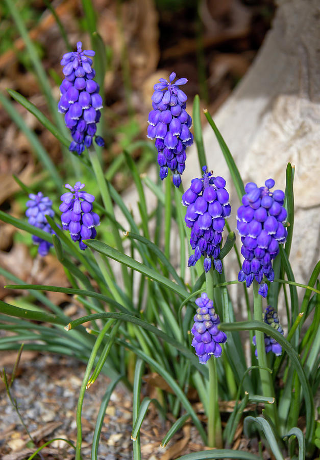 Muscari Stages Photograph