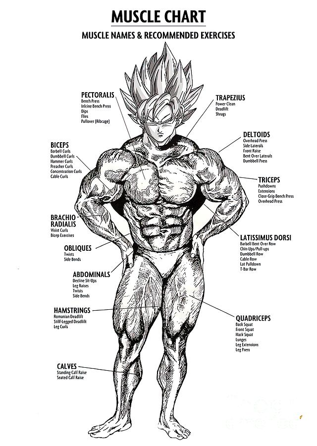 Muscle Charts For