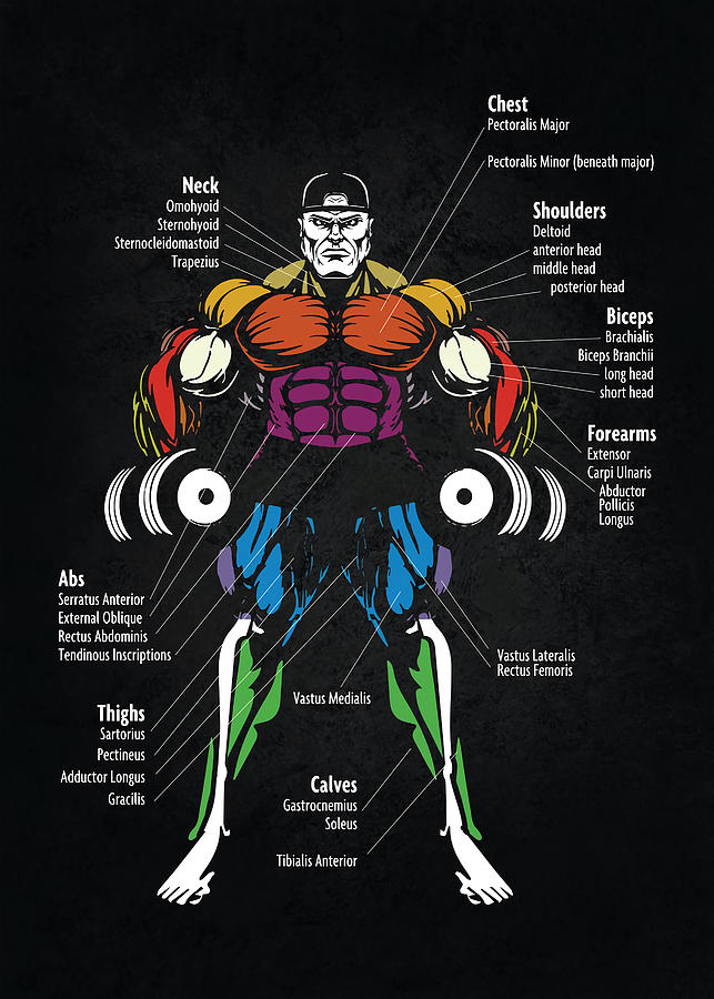 Muscle Chart Anatomy Poster Chanmatthewchan Fernardo Weichmann 