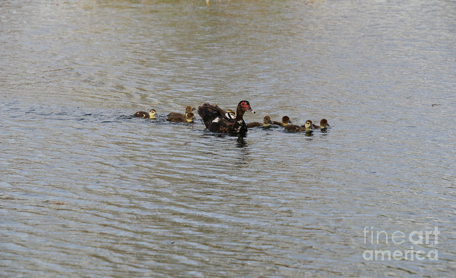 Muscovey Duck With Young Ducklings Photograph by Philip And Robbie Bracco
