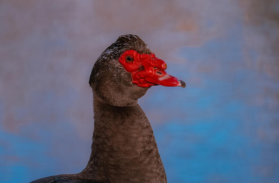Muscovy Duck 3 Photograph by Fraida Gutovich