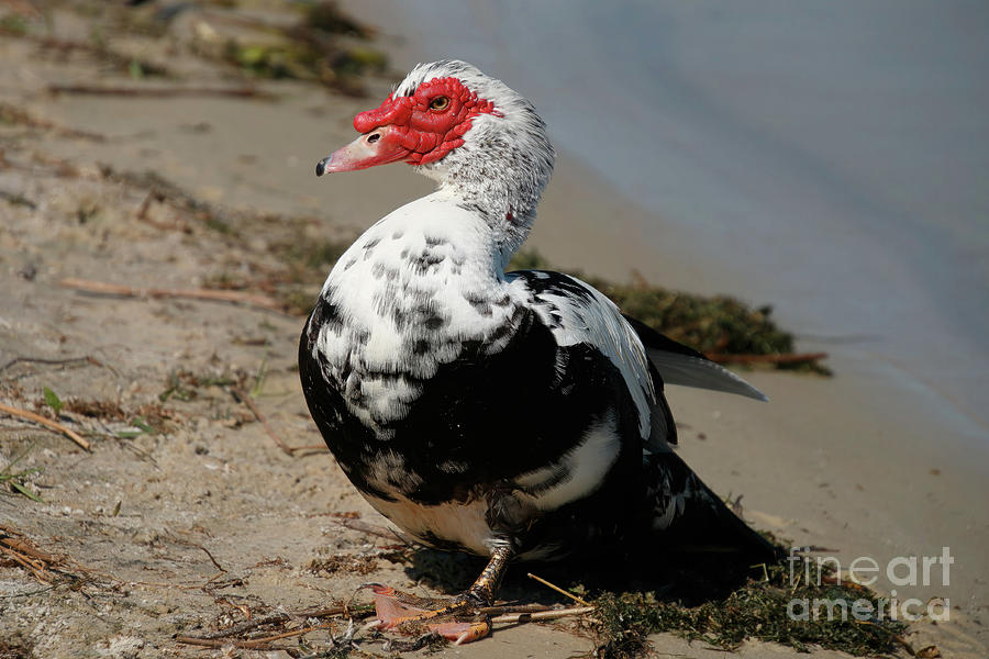 Muscovy Duck A Nuisance or Beautiful Bird Beautiful Photograph by Philip And Robbie Bracco