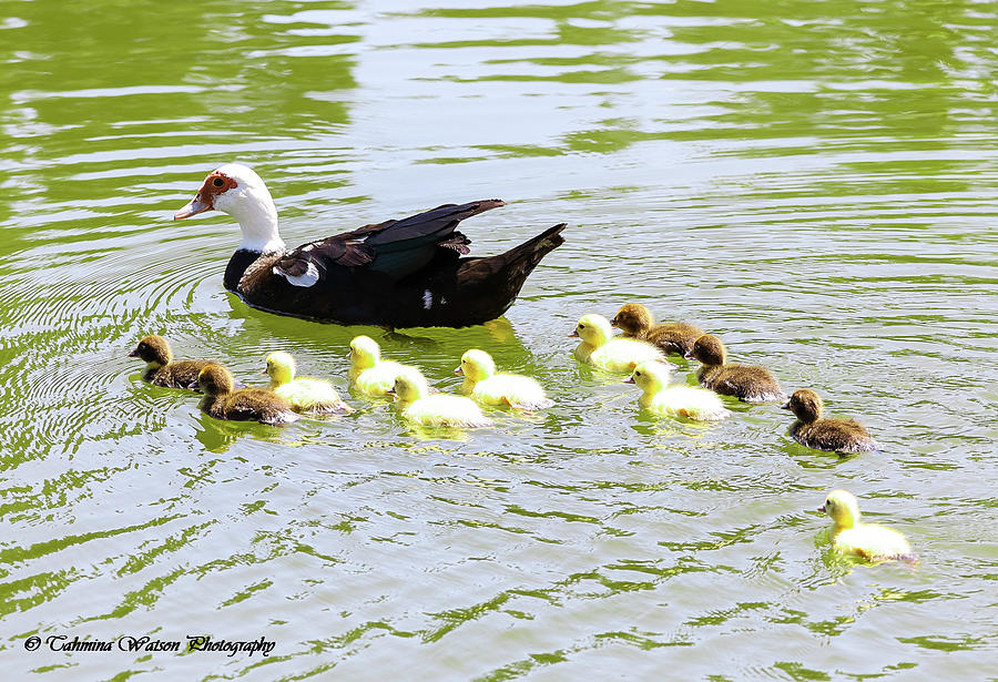 Muscovy duck and ducklings Photograph by Tahmina Watson