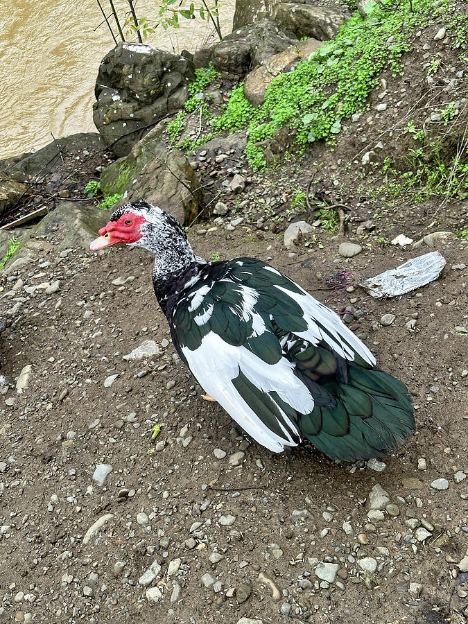 Muscovy Duck -  Cairina moschata Photograph by Amazing Action Photo Video