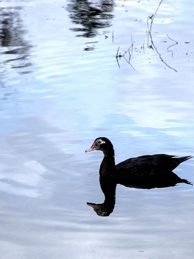 Muscovy Duck Photograph by Christopher Mercer