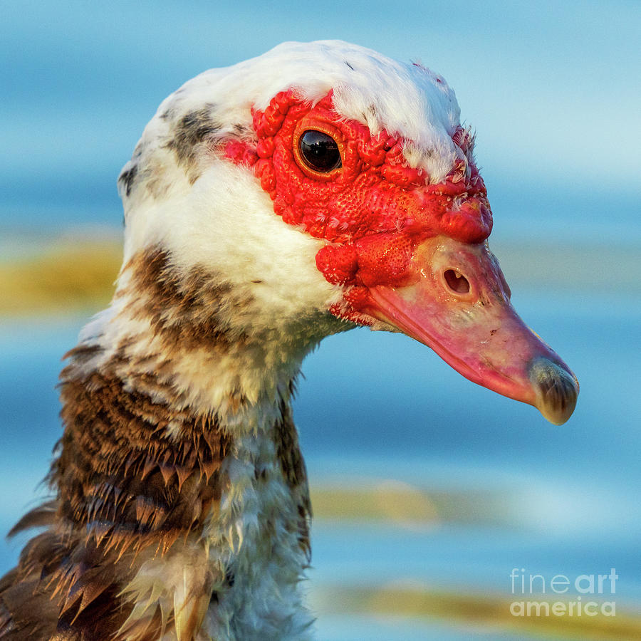 Muscovy Duck Domestic type Cairina moschata Costa Ballena Cadiz Photograph by Pablo Avanzini