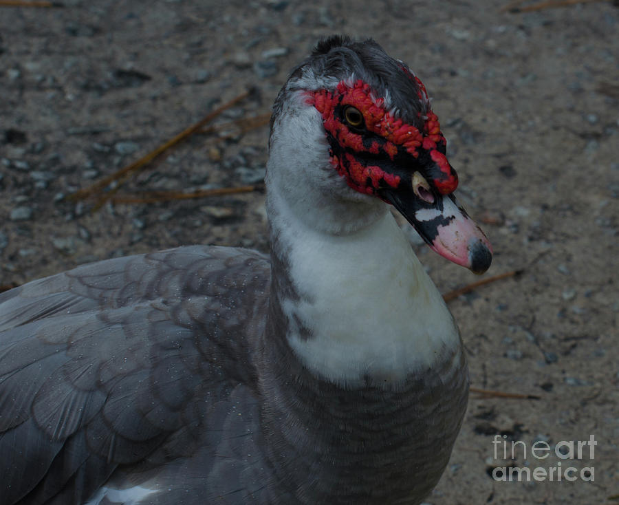 Muscovy Duck Photograph by Donna Brown