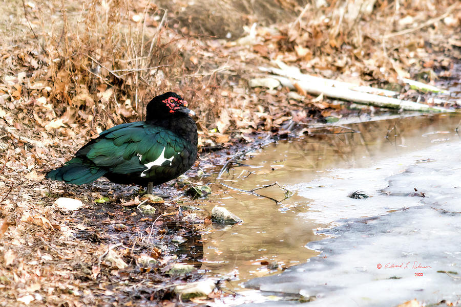 Muscovy Duck  Photograph by Ed Peterson