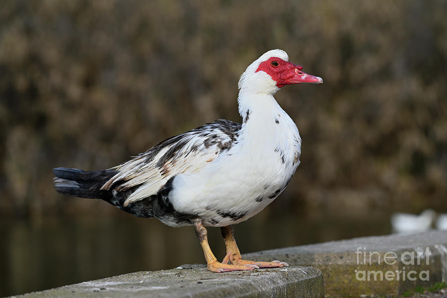 Muscovy duck Photograph by George Atsametakis