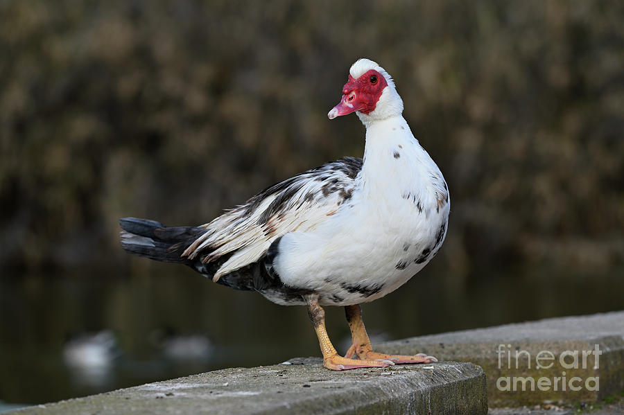 Muscovy duck II Photograph by George Atsametakis