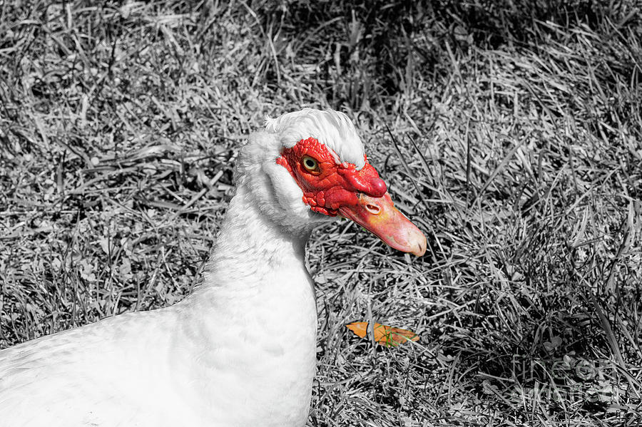 Muscovy Duck in Kartepe Mountains 4 Photograph by Bob Phillips