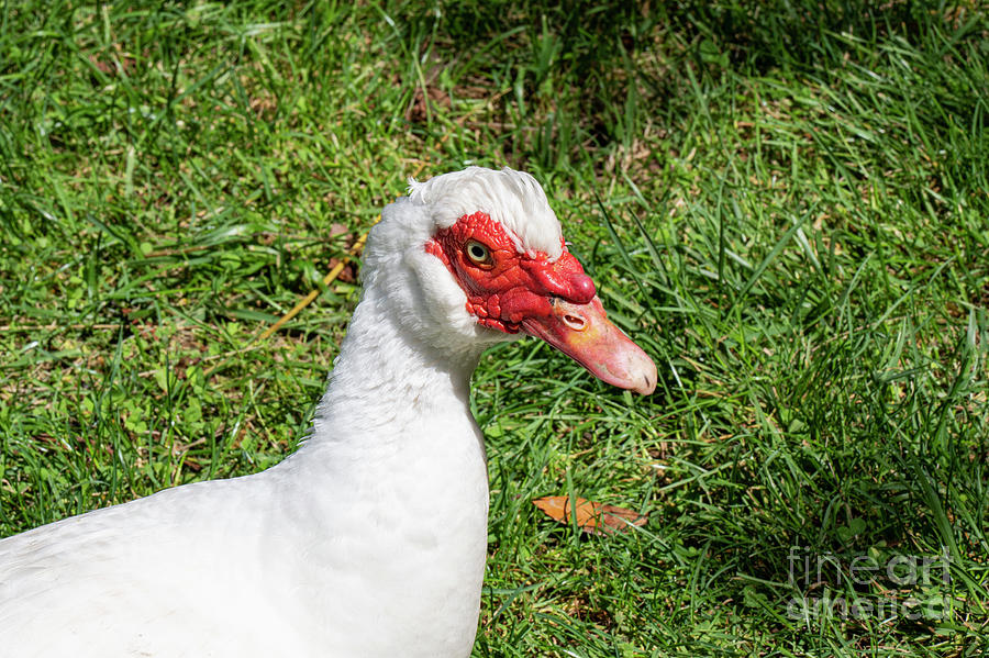 Muscovy Duck in Kartepe Mountains Photograph by Bob Phillips