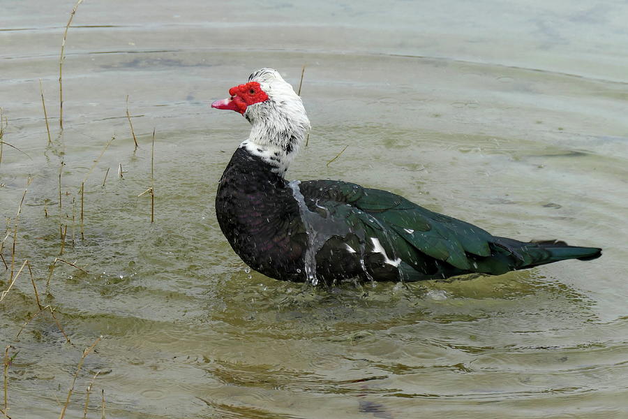 Muscovy Duck in the Pond Photograph by Lyuba Filatova