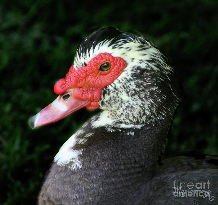 Muscovy Duck Photograph by Mariarosa Rockefeller