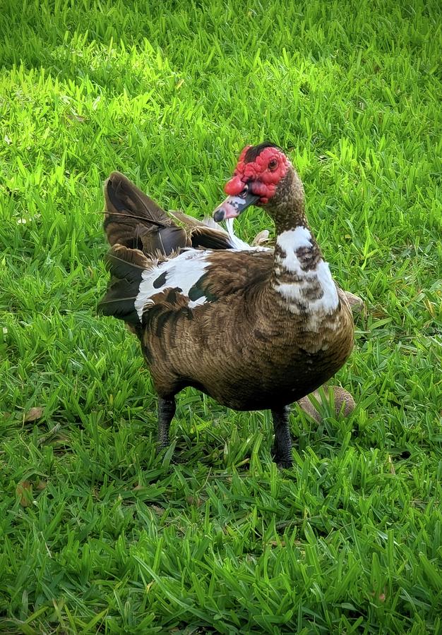 Muscovy Duck Photograph by Pamela Williams
